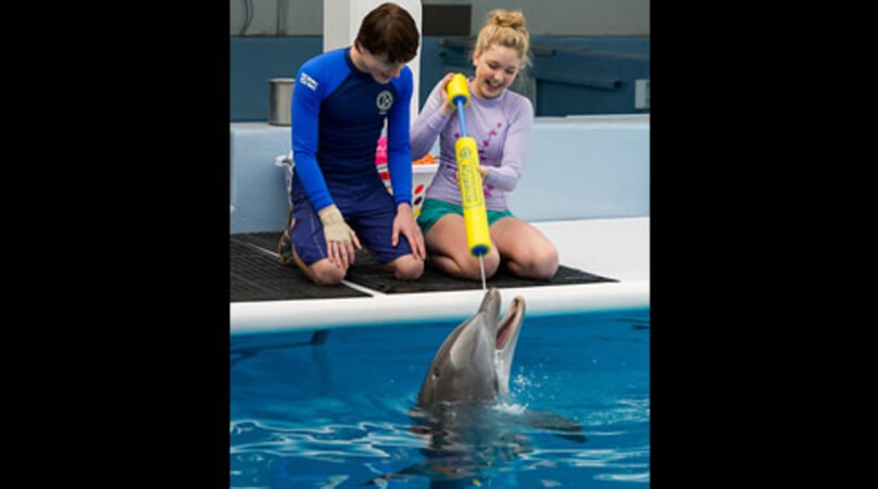Dolphin Tale 2 - Image - Image 1