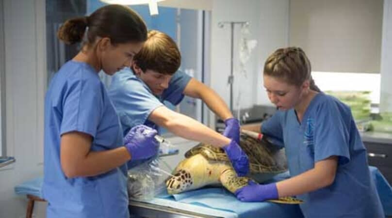 Dolphin Tale 2 - Image - Image 21