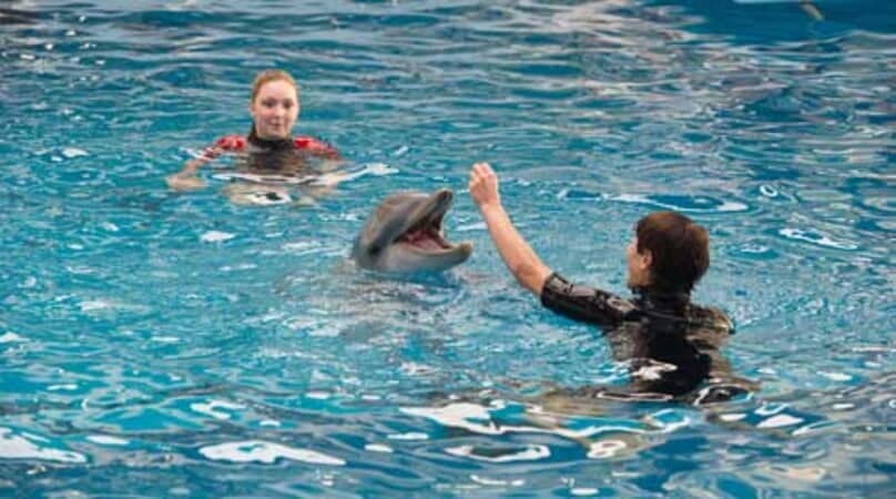 Dolphin Tale 2 - Image - Image 26