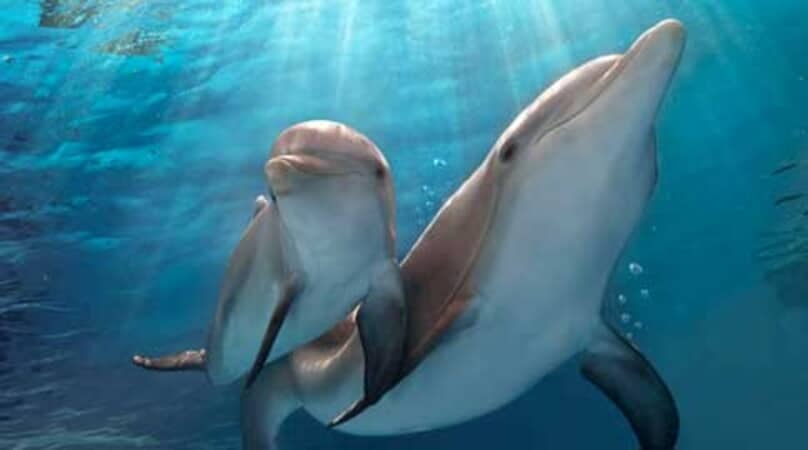 Dolphin Tale 2 - Image - Image 29