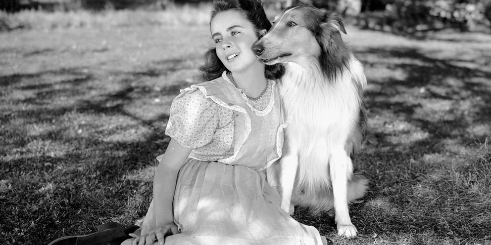 elizabeth taylor lassie